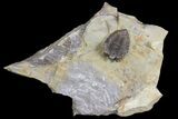 Lemureops Kilbeyi Trilobite - Fillmore Formation, Utah #140341-2